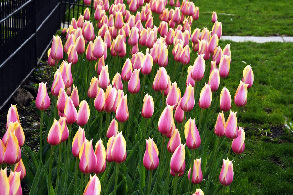 166 Tulips in Pella Historical Village.JPG